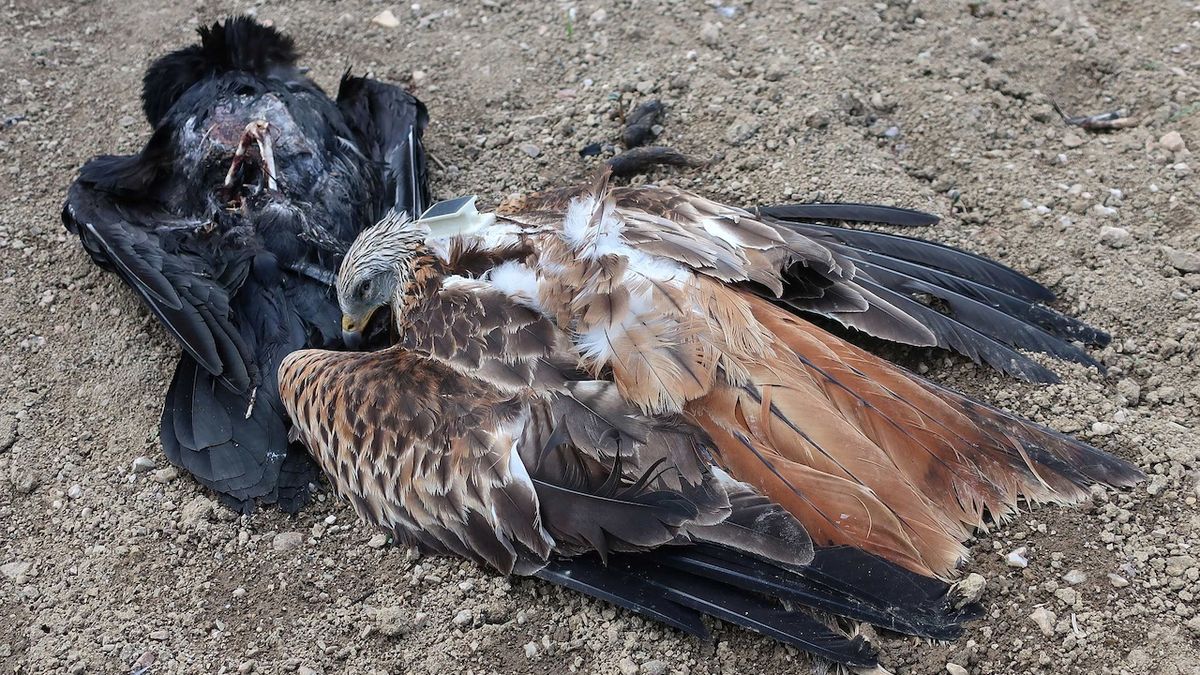 Na Vysočině našli otrávenou samici orla mořského